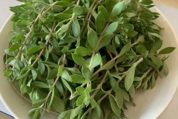 垂盆草的种植方式，春秋季节每隔2-3天浇一次水
