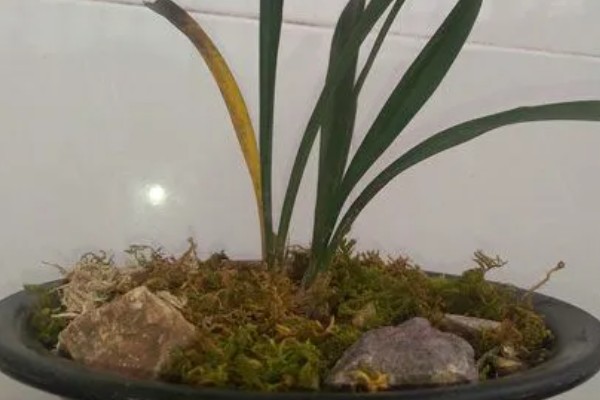 兰花不香的原因，可能是换盆损伤了根系