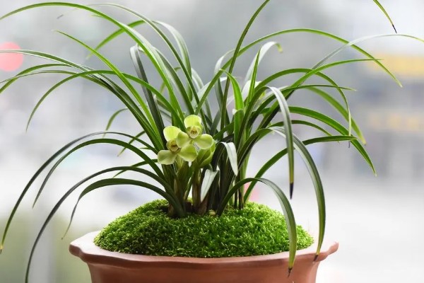 兰花不香的原因，可能是换盆损伤了根系