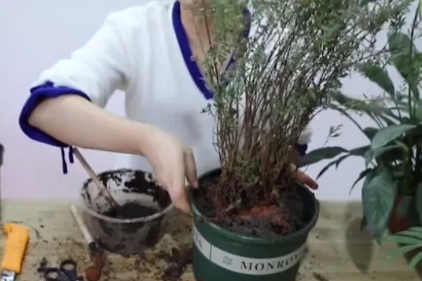 满天星怎么养殖，每隔一年换一次盆土