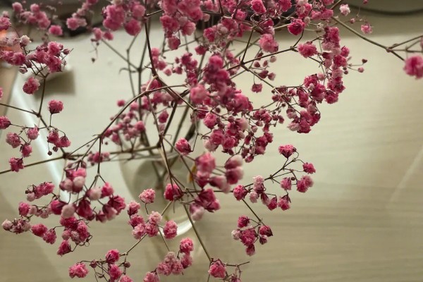 满天星怎么养殖，每隔一年换一次盆土
