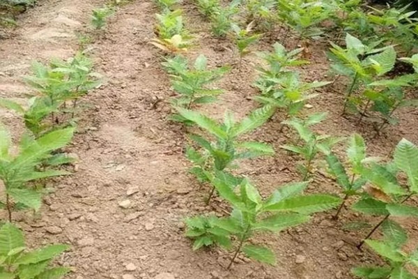 怎么种植板栗，定植时适当深栽
