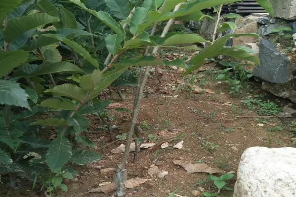 怎么种植板栗，定植时适当深栽