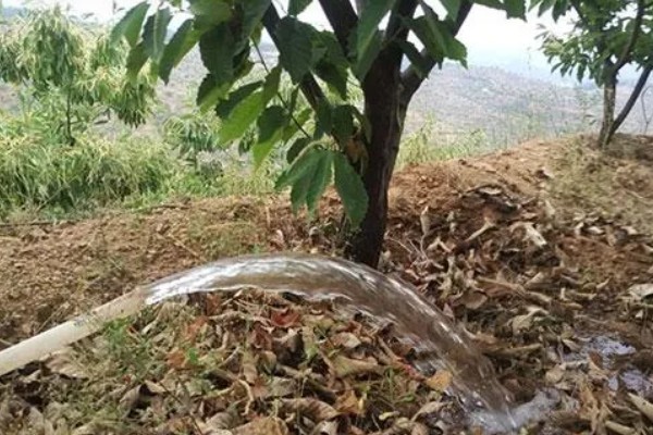 怎么种植板栗，定植时适当深栽