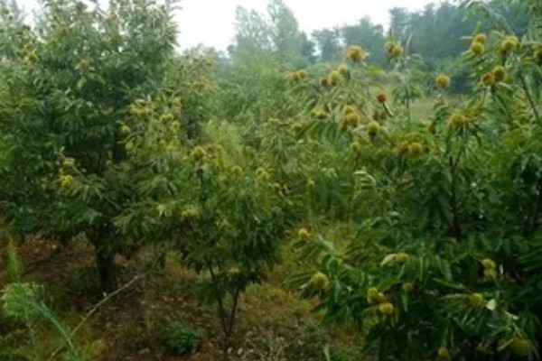 怎么种植板栗，定植时适当深栽