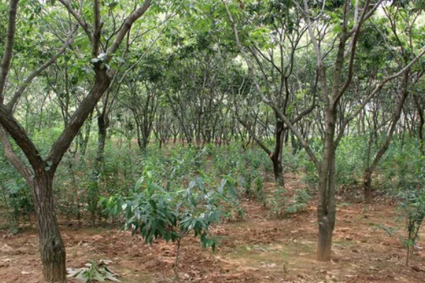 怎么种植板栗，定植时适当深栽