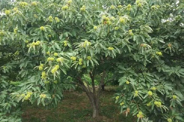 怎么种植板栗，定植时适当深栽