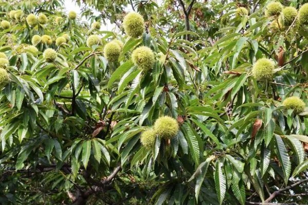 怎么种植板栗，定植时适当深栽