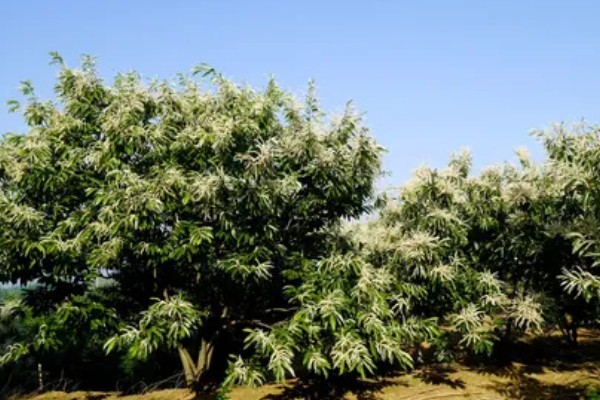 怎么种植板栗，定植时适当深栽