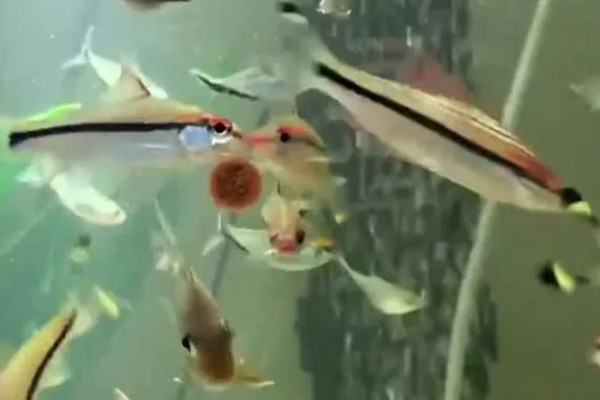 一眉道人怎么繁殖，人工繁殖难度是比较大的