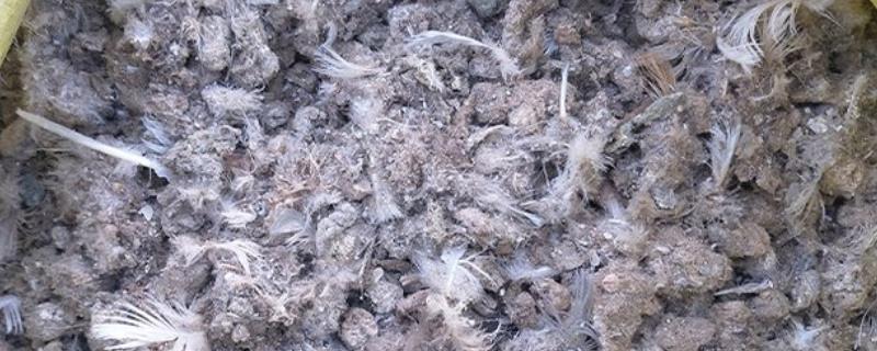 处理鸽子粪的方法，主要有以下三种方式