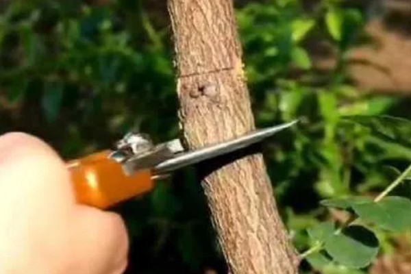 枣树什么时候环割，在盛花初期或盛花期进行