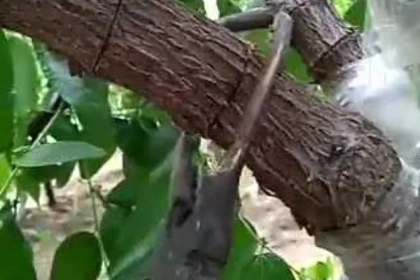 枣树什么时候环割，在盛花初期或盛花期进行