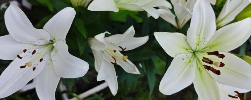 修剪百合花的方法，要把开败的花朵剪除