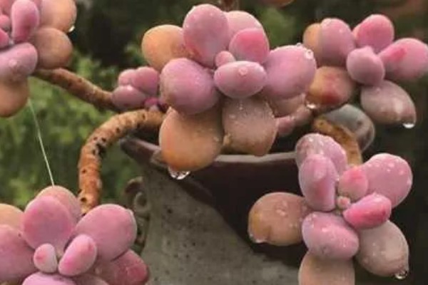 把桃之卵养胖的方法，生长季节每月追肥一次