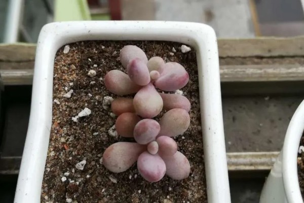 把桃之卵养胖的方法，生长季节每月追肥一次