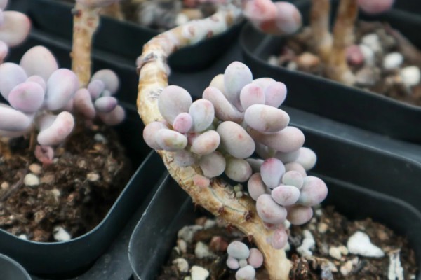 把桃之卵养胖的方法，生长季节每月追肥一次