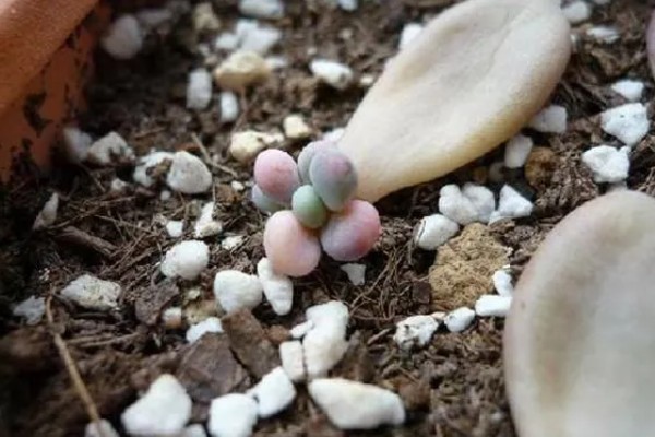 把桃之卵养胖的方法，生长季节每月追肥一次