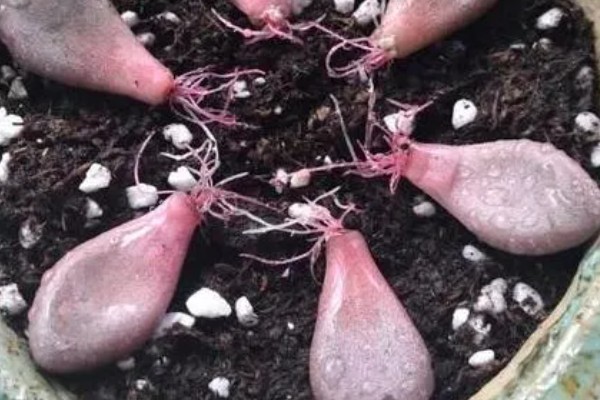 把桃之卵养胖的方法，生长季节每月追肥一次