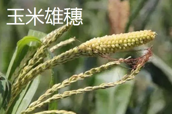 玉米雄穗和雌穗的区别,雄穗长在植株顶部、雌穗长在秸秆中间