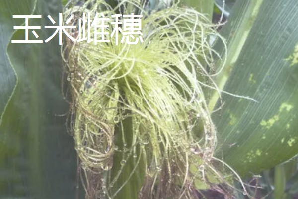 玉米雄穗和雌穗的区别,雄穗长在植株顶部、雌穗长在秸秆中间