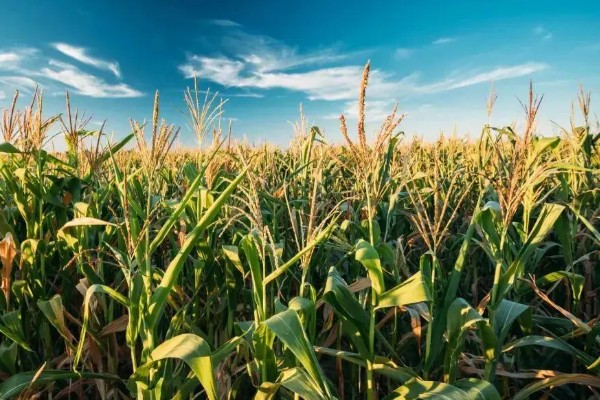 玉米雄穗和雌穗的区别,雄穗长在植株顶部、雌穗长在秸秆中间