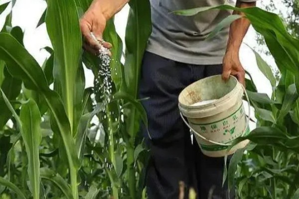 玉米雄穗和雌穗的区别,雄穗长在植株顶部、雌穗长在秸秆中间