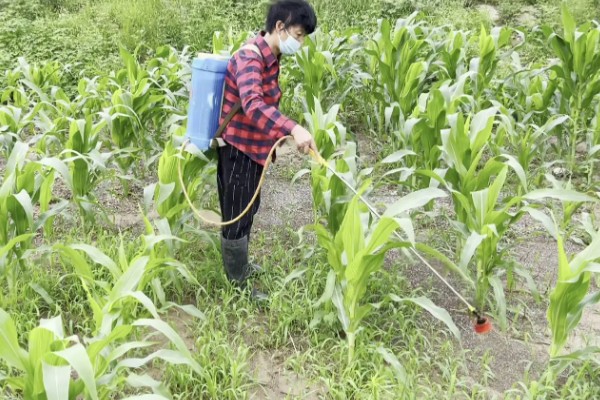 玉米雄穗和雌穗的区别,雄穗长在植株顶部、雌穗长在秸秆中间