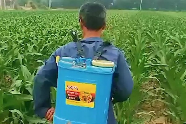 玉米雄穗和雌穗的区别,雄穗长在植株顶部、雌穗长在秸秆中间