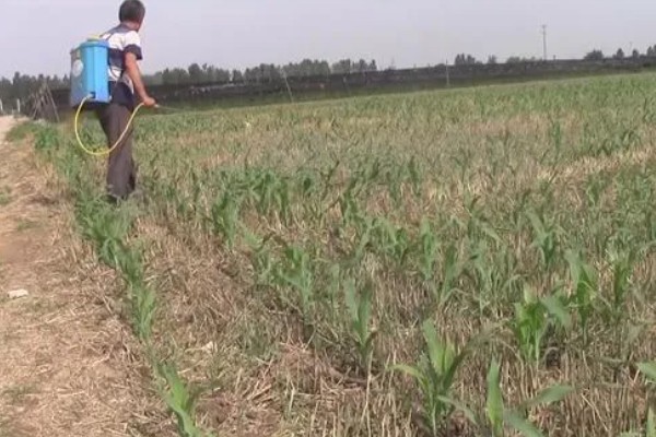玉米雄穗和雌穗的区别,雄穗长在植株顶部、雌穗长在秸秆中间