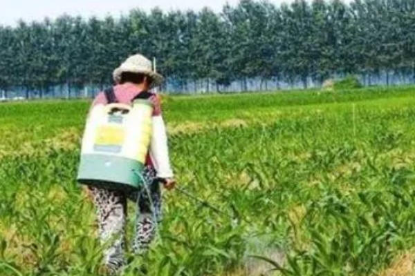 玉米雄穗和雌穗的区别,雄穗长在植株顶部、雌穗长在秸秆中间