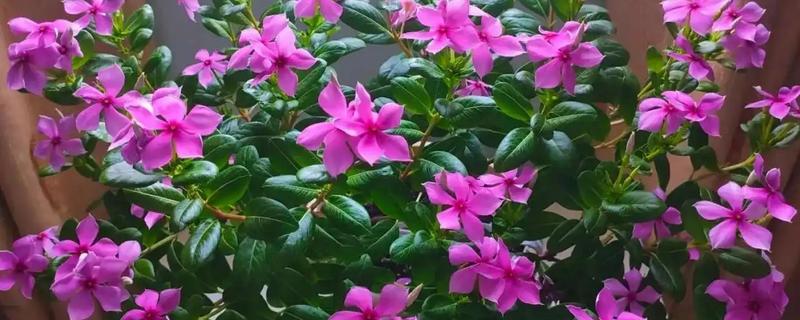 长春花黄叶掉叶的原因，一般是缺少光照、土壤结块等因素所致