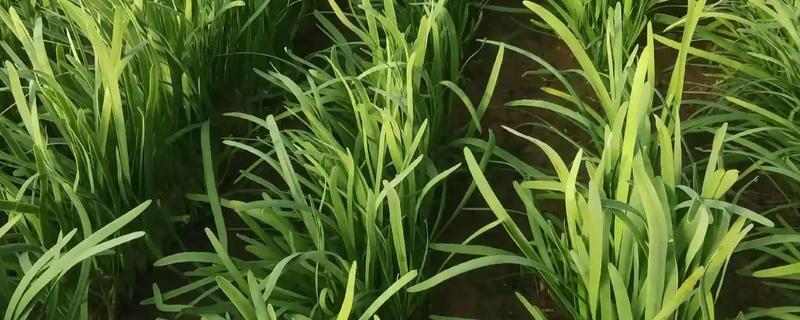 韭菜的施肥方式，生长季节每隔10-15天追肥一次