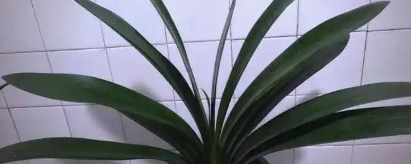 让君子兰快速服盆的方法，浇水让土壤保持微湿