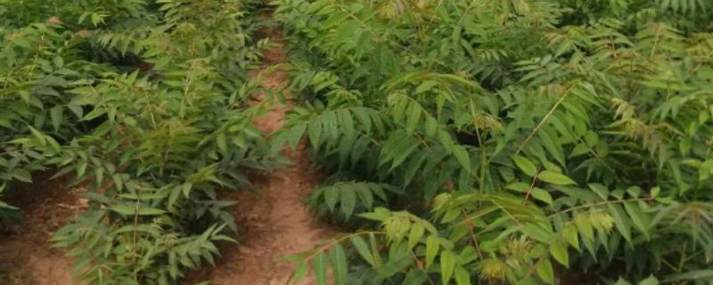 香椿如何矮化密植，根据株型决定打顶方法
