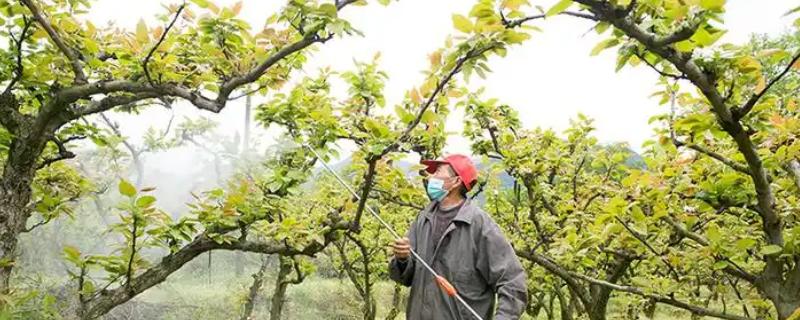 怎么防治梨树的常见病虫害，防治锈病可喷施粉锈宁乳油等药物