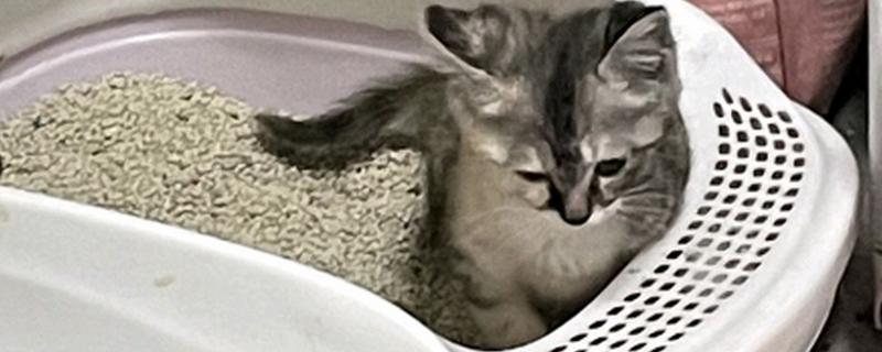 猫咪便秘怎么办,可饲喂流质的食物