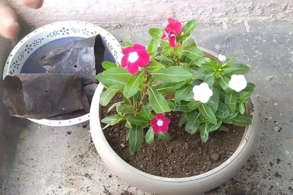 长春花黄叶掉叶的原因，一般是缺少光照、土壤结块等因素所致