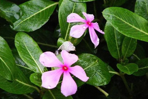 长春花黄叶掉叶的原因，一般是缺少光照、土壤结块等因素所致