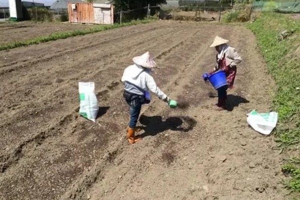 韭菜的施肥方式，生长季节每隔10-15天追肥一次