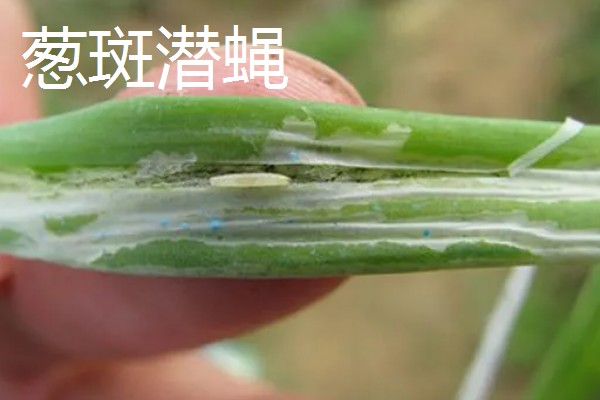 韭菜的施肥方式，生长季节每隔10-15天追肥一次