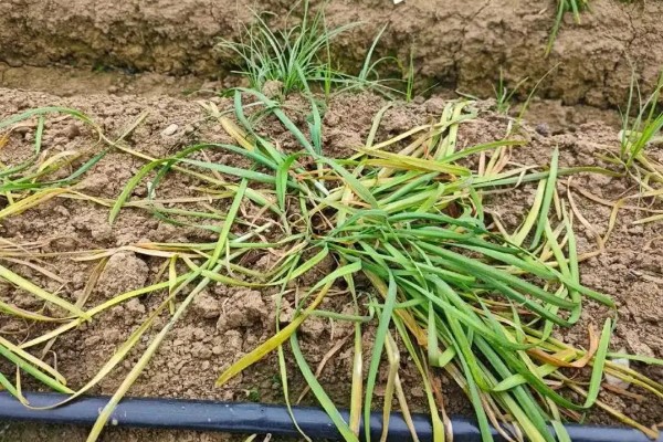 韭菜的施肥方式，生长季节每隔10-15天追肥一次