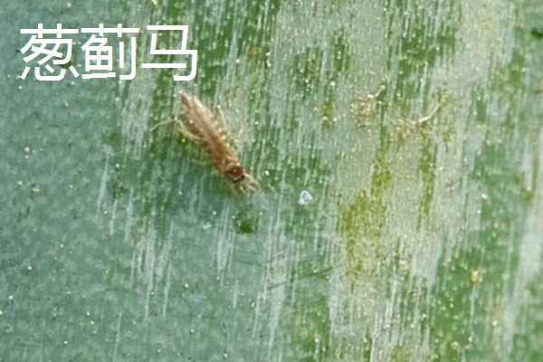 韭菜的施肥方式，生长季节每隔10-15天追肥一次