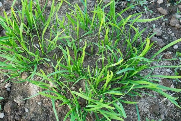 韭菜的施肥方式，生长季节每隔10-15天追肥一次
