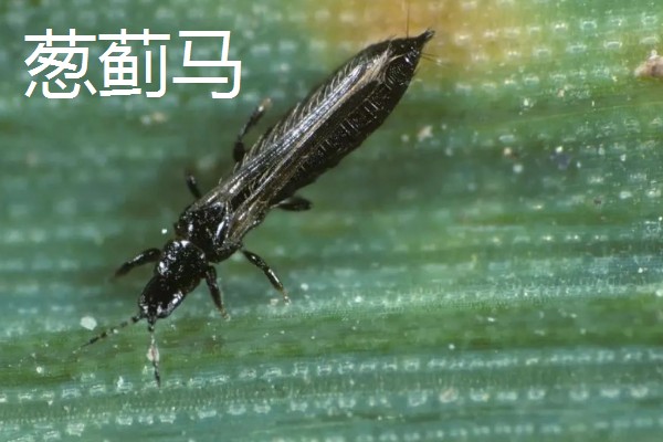 韭菜的施肥方式，生长季节每隔10-15天追肥一次