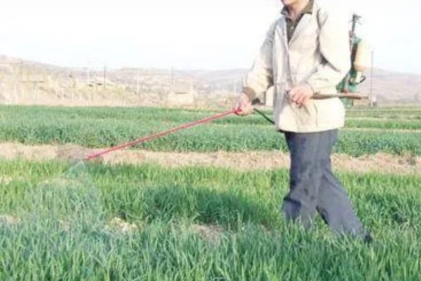 韭菜的施肥方式，生长季节每隔10-15天追肥一次