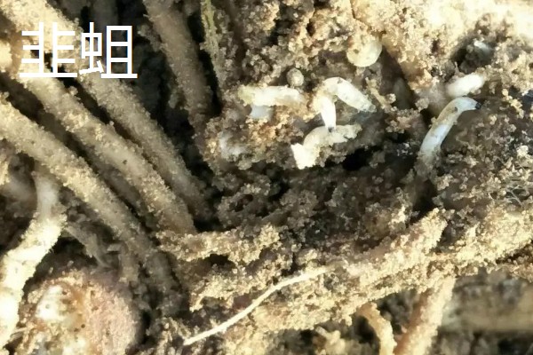 韭菜的施肥方式，生长季节每隔10-15天追肥一次