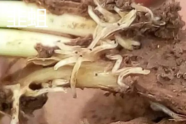 韭菜的施肥方式，生长季节每隔10-15天追肥一次