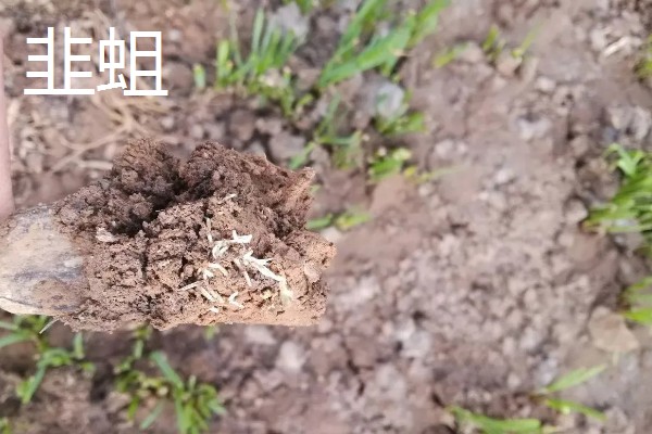 韭菜的施肥方式，生长季节每隔10-15天追肥一次