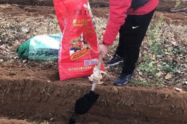 韭菜的施肥方式，生长季节每隔10-15天追肥一次